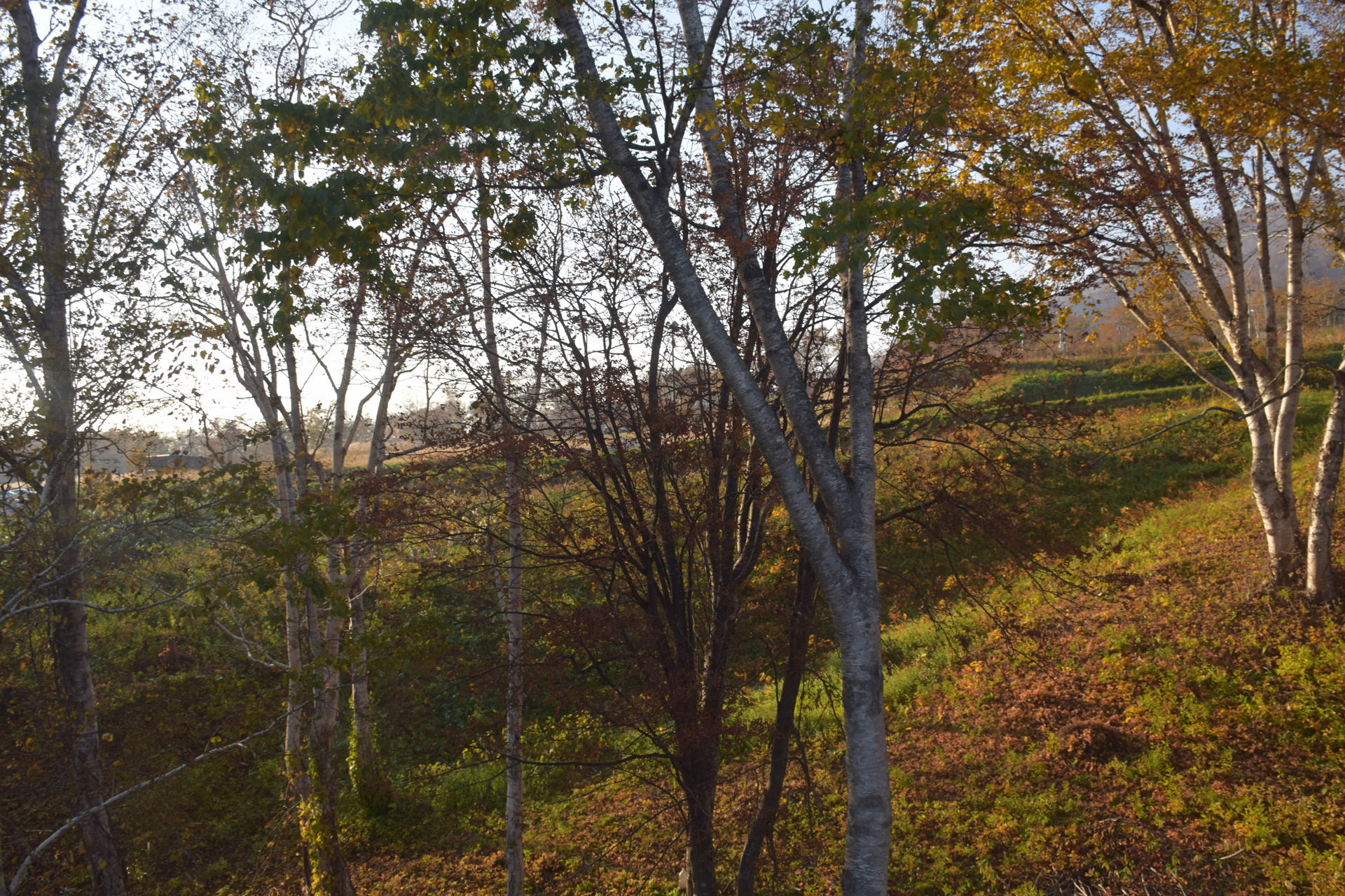 Pension Cotton Farm, Annupuri, Niseko — 2